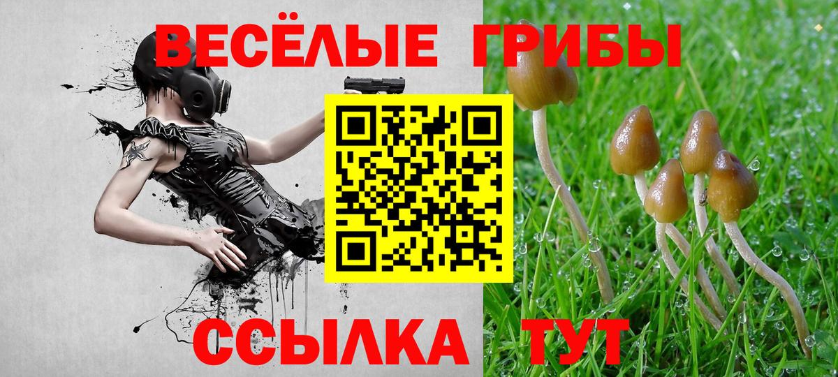 Псилоцибиновые грибы Cubensis  Псилоцибиновые грибы мицелий  где найти   Светлоград 